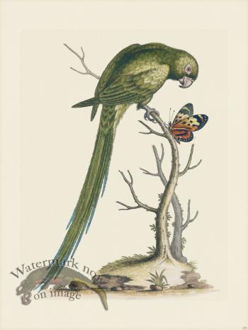 Edwards 175 Long-tail Parrakeet